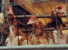 Вопрос о приватизации свердловских птицефабрик перенесен на 2013 год