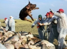 В Волгоградской области введен запрет на торговлю свининой на рынках
