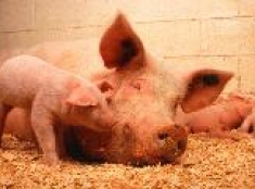 «Талина» строит свинокомплекс-стотысячник