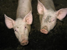 Разведение свиней могут запретить