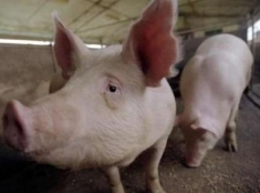В Ярославской области запрещают разводить свиней