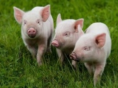 В Воронежской области построят 10 свинокомплексов