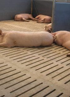Бетонно-щелевые решётки для свиней